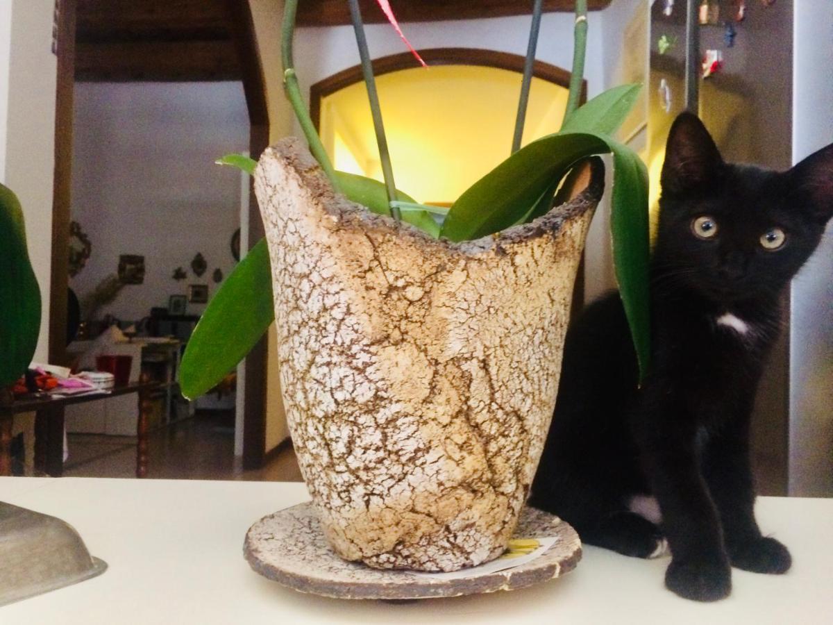 Da Coco E Mini,L'Angolo Per Ceramiste In Viaggio - 法恩莎 外观 照片